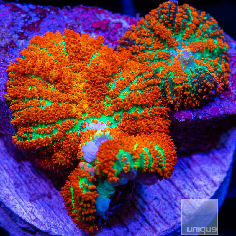 Rhodactis Double-WYSIWYG