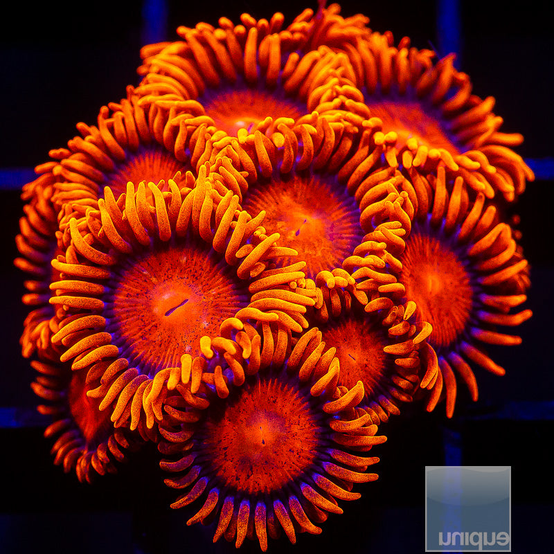 Hyper Bam Bam Zoanthid Colony-WYSIWYG