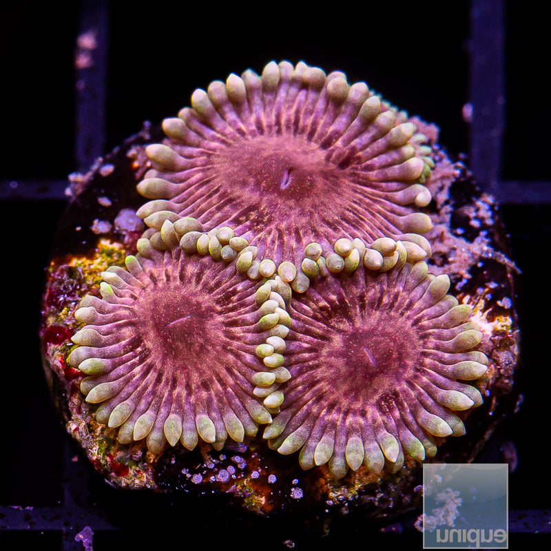 UC Pastel Pink Zoas-WYSIWYG