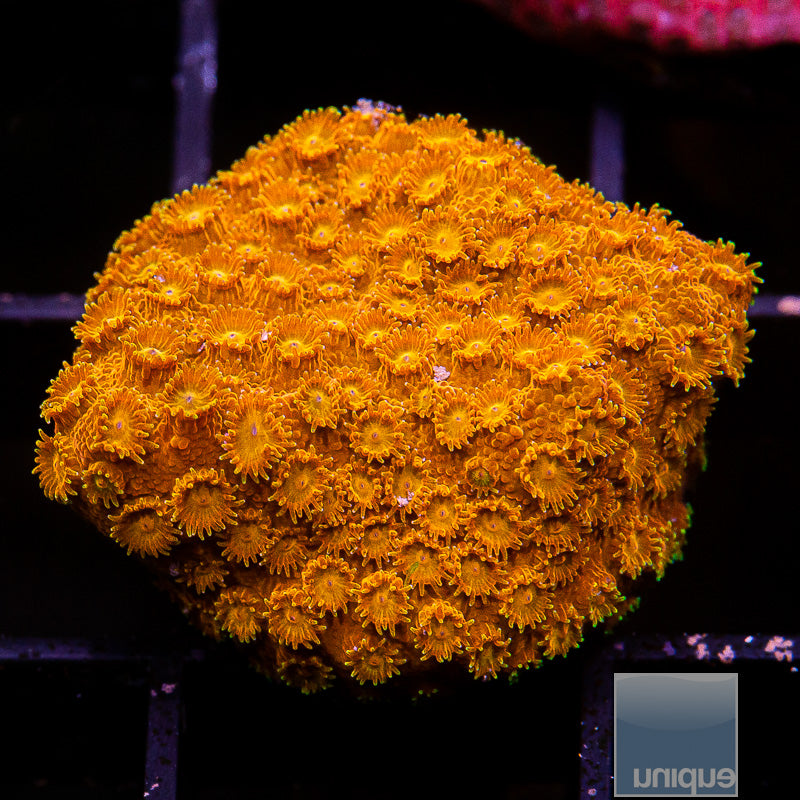 Orange Starburst Cyphastrea-WYSIWYG