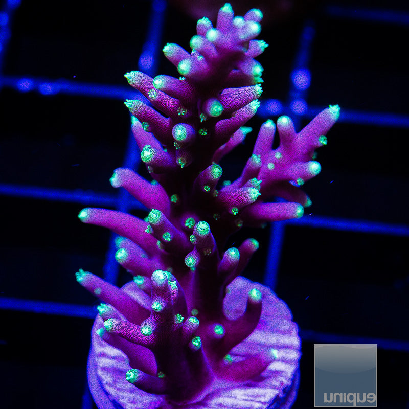 Dragon Tail Acropora-WYSIWYG