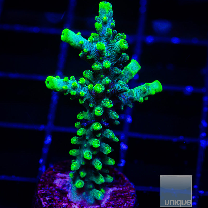 Green Acropora-WYSIWYG