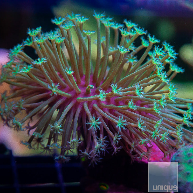 Weeping  Willow Leather-WYSIWYG