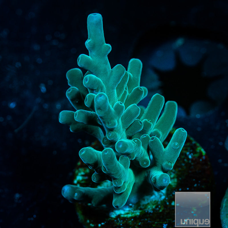 UC Hawkins Echinata-WYSIWYG