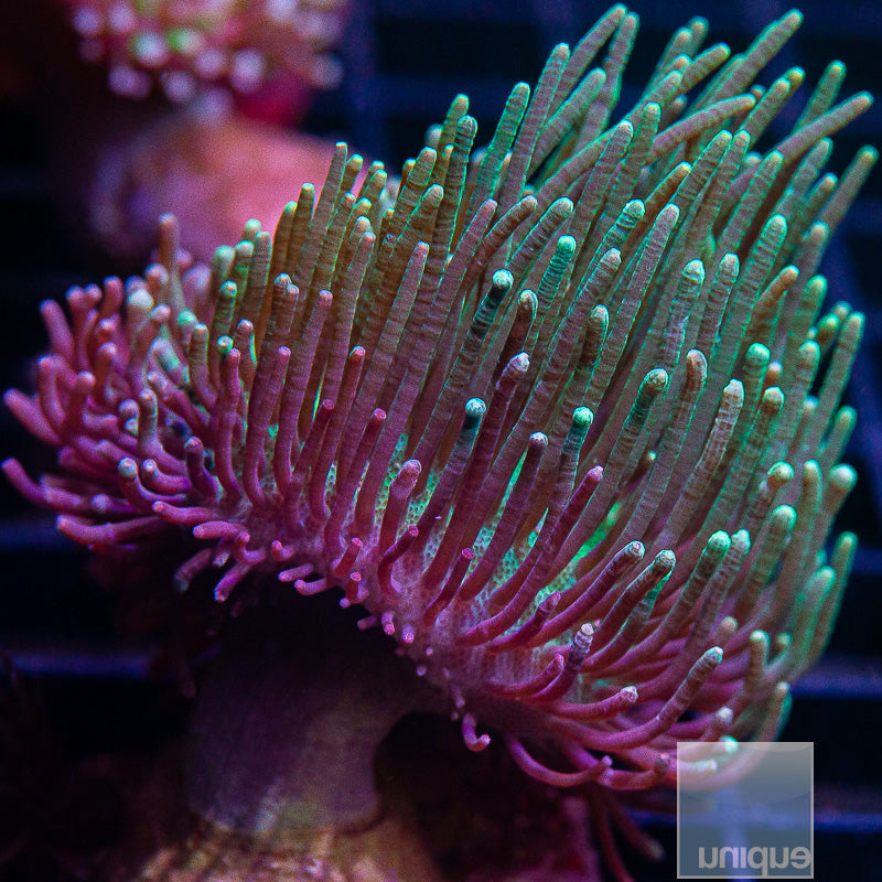 Weeping Willow Leather-WYSIWYG