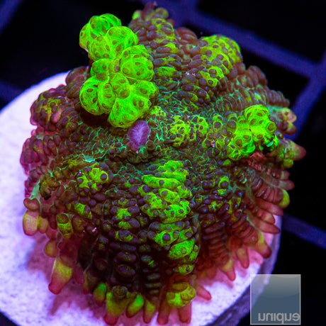 Uranium Bounce Mushroom- Stock