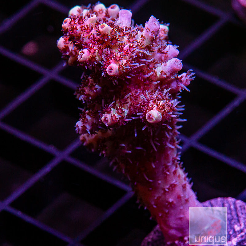 Aussie Confetti Acropora-WYSIWYG