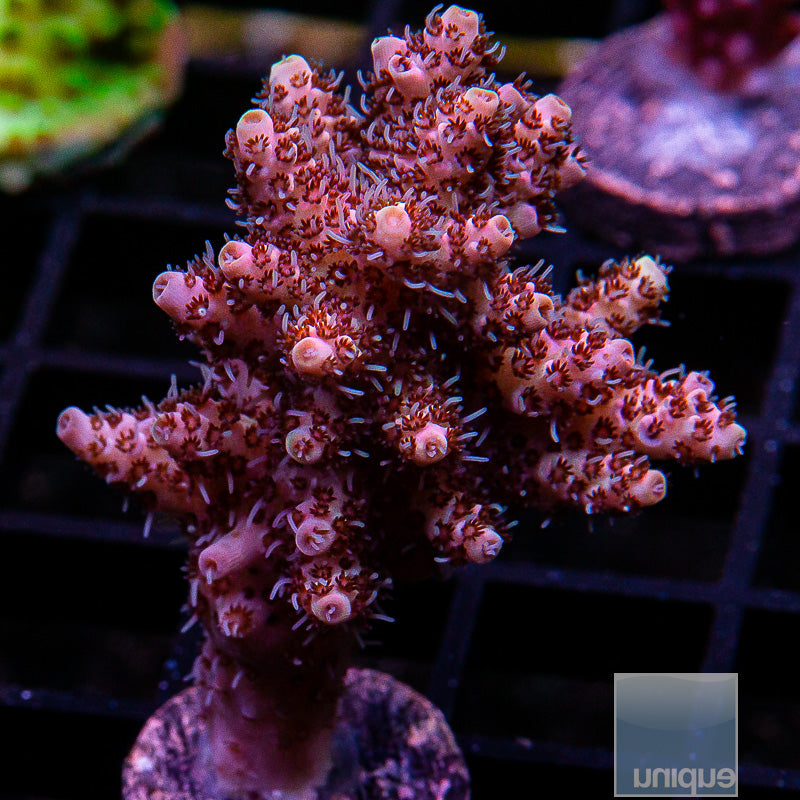 Aussie Confetti Acropora-WYSIWYG