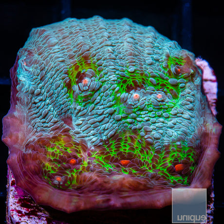 Avatar Chalice- Stock Frag
