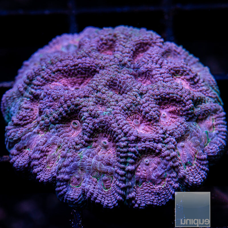 UC Baby's Breath Favia Chunky Frag-WYSIWYG