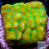 JF Beach Bum- Stock Frag