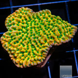 JF Beach Bum- Stock Frag