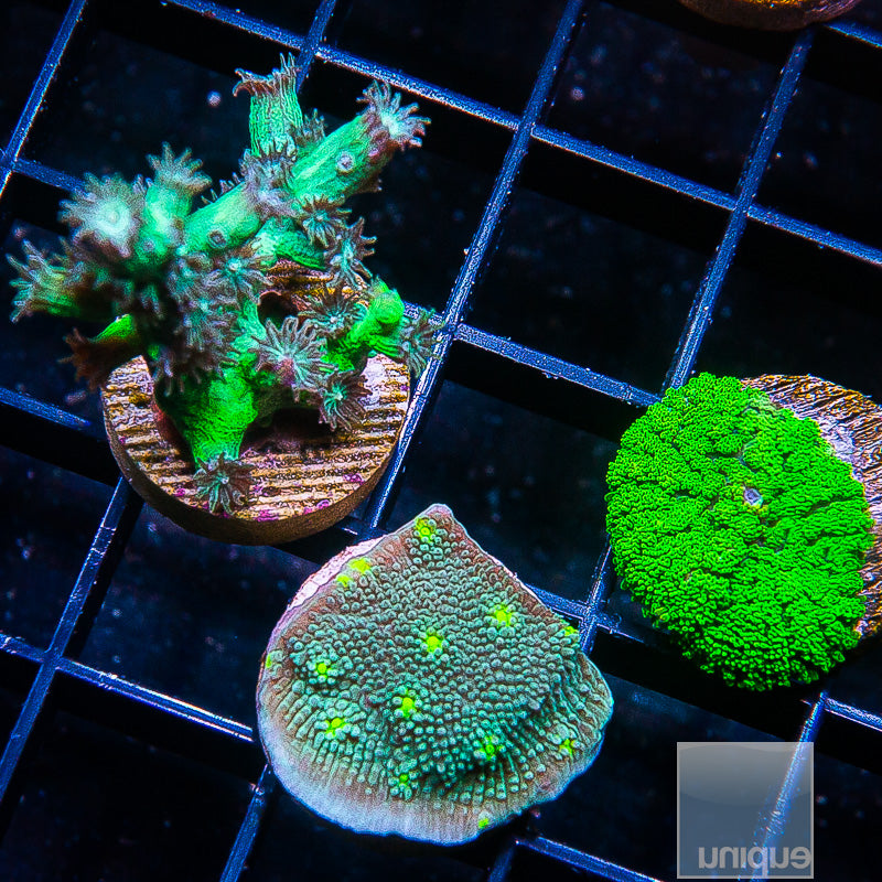 Frag Packs – UniqueCorals