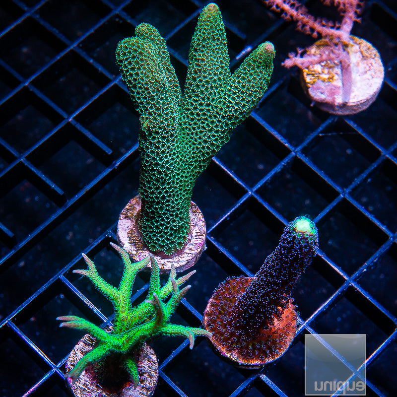 Frag Packs – UniqueCorals