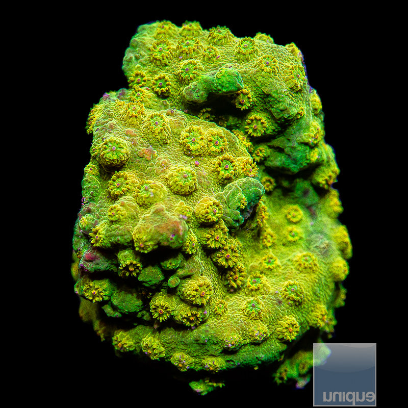 UC Big Bird Cyphastrea-WYSIWYG