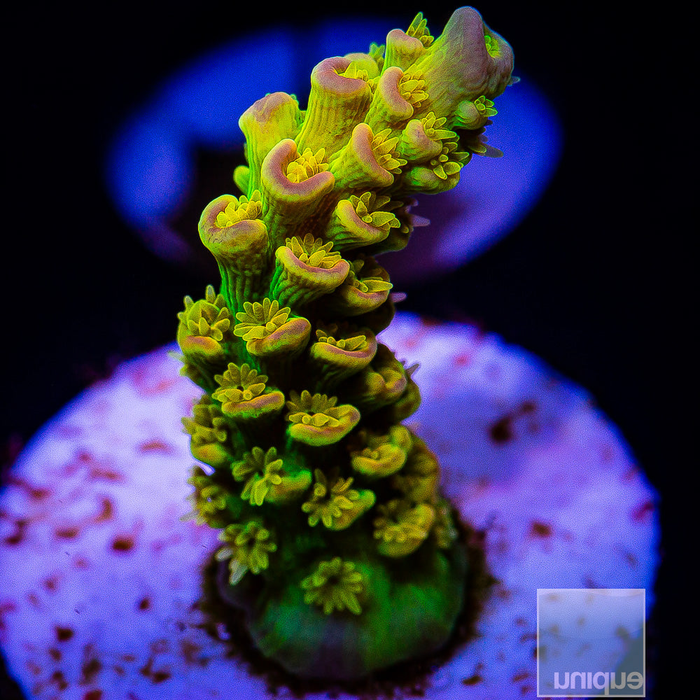 Acropora – UniqueCorals
