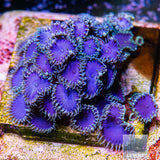 Blue Magoo Palythoa-Stock Frag