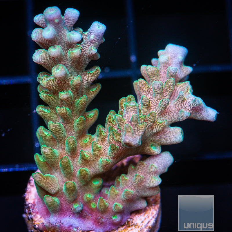 Coral – UniqueCorals