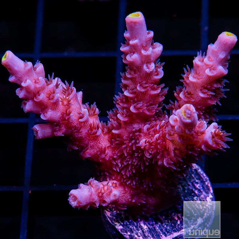 Blue Tip Tenuis-WYSIWYG