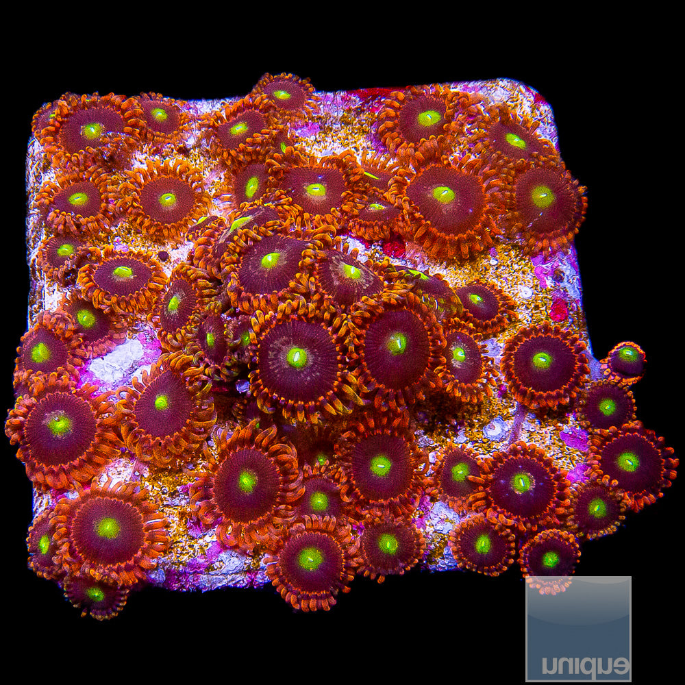 LC Antimatter Zoanthid Stock Frag 3 Polyp