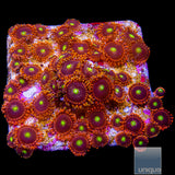 LC Antimatter Zoanthid Stock Frag 3 Polyp