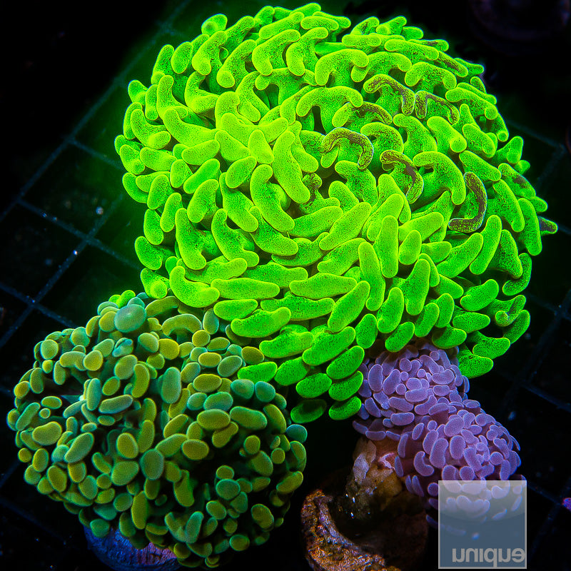 Frag Packs – UniqueCorals