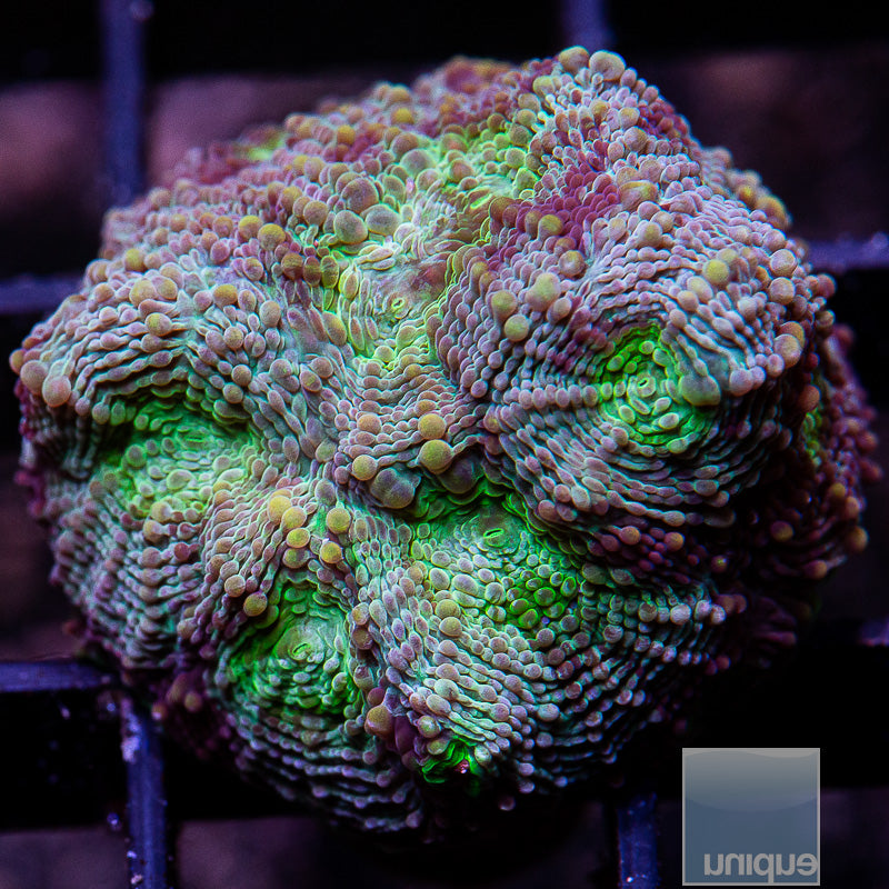 Bubbly Green Eye Echinata-WYSIWYG