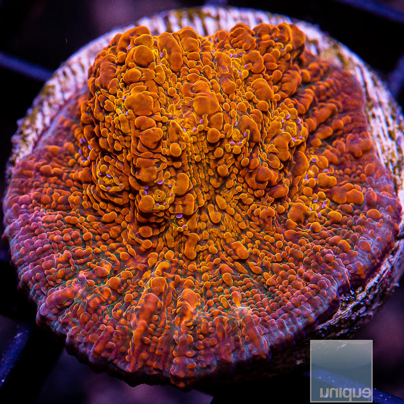 Burnt Orange Chalice-WYSIWYG