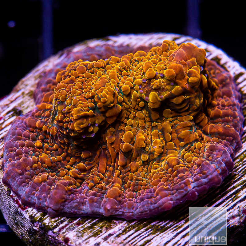 Burnt Orange Chalice-WYSIWYG