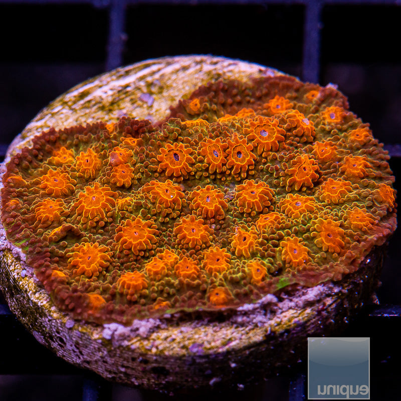 Burnt Orange Cyphastrea-WYSIWYG
