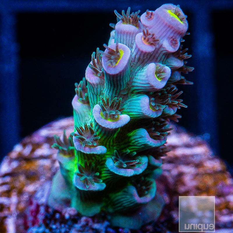 New New Release- Acropora Coral- SPS Frag- Tickled Pink- Acropora