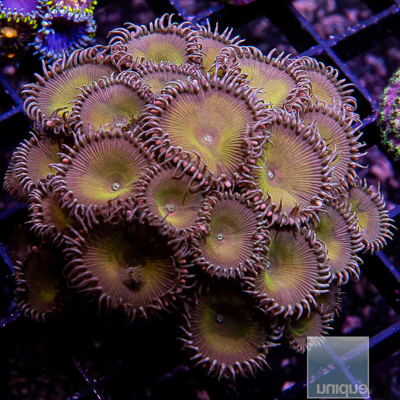 Captain Jack Paly Mini Colony-WYSIWYG
