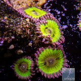 Chiquita Zoanthid-Stock