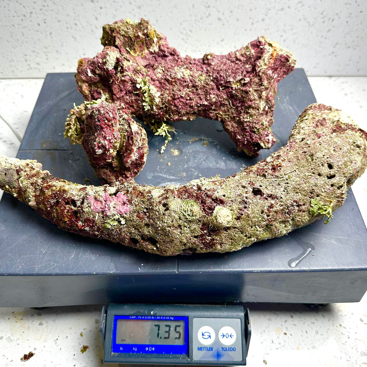 Australian Coral Sea Premium Branch Rock- WYSIWYG (Free 2 day shipping!)