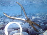 8”  coral cutting forceps straight (bone cutter)