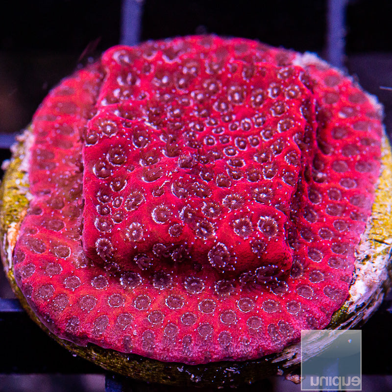 Darth Maul Porites-WYSIWYG