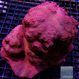 Unique Corals Darth Maul Porites-Stock Frag