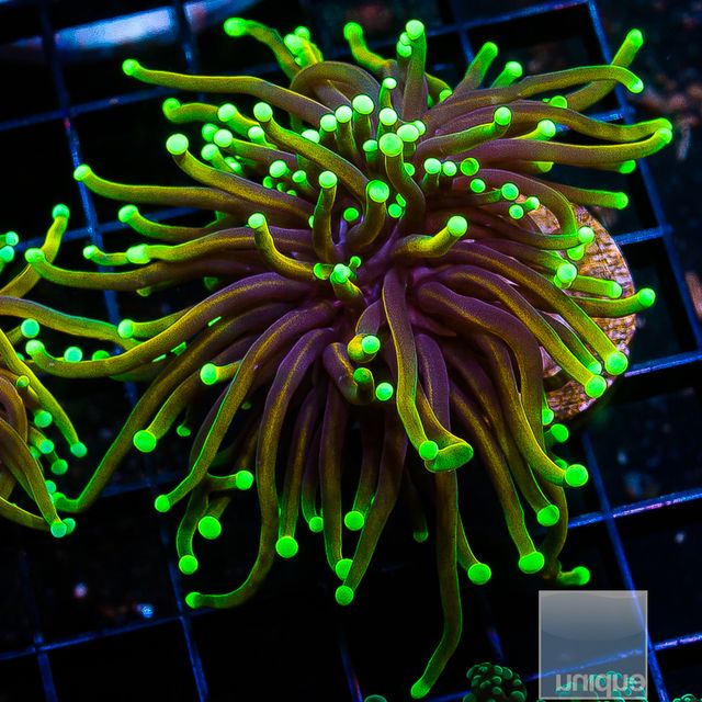 Dragon Soul Torch Coral- Single head Stock Frag