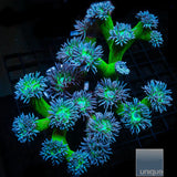 Green Stem Branching Duncan- Single Head Stock Frag