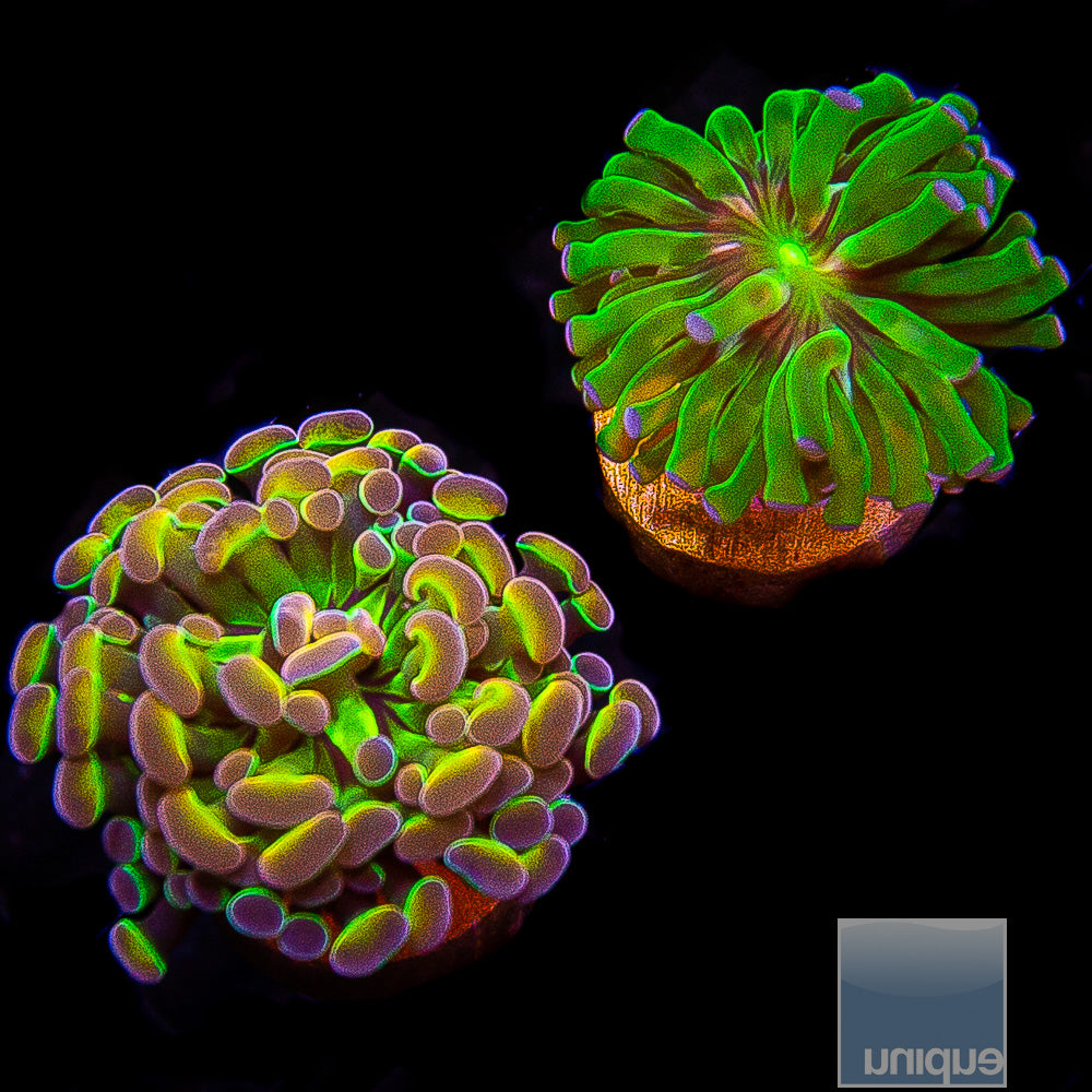 Frag Packs – UniqueCorals