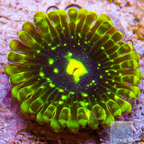 Exosphere Zoanthid- Stock Frag 3 Polyp