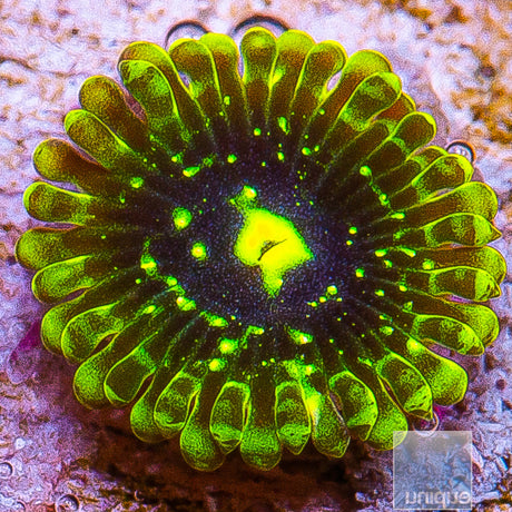 Exosphere Zoanthid- Stock Frag 3 Polyp