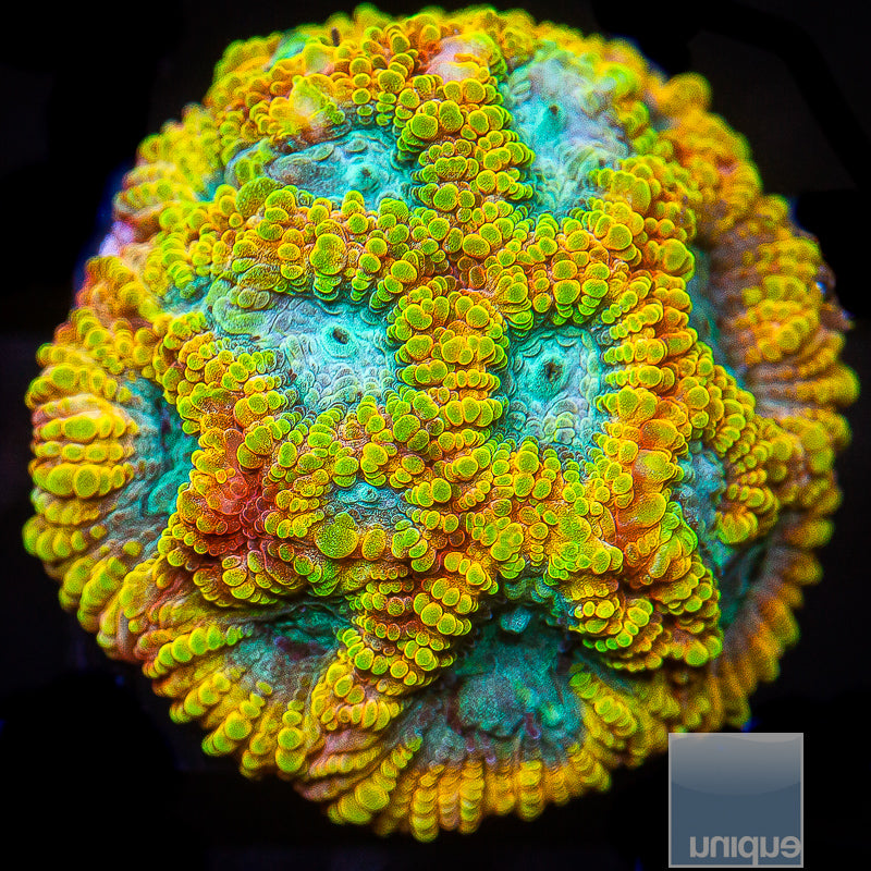 Favia of the Gods- Stock Frag