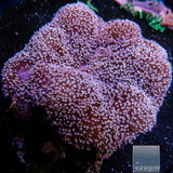 Fiji White Polyp Toadstool-Stock