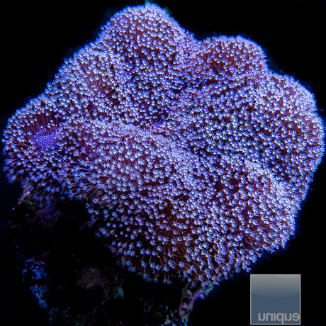 Fiji White Polyp Toadstool-Stock