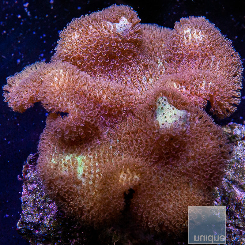 Fiji Yellow Toadstool 2.5-3 inches-WYSIWYG