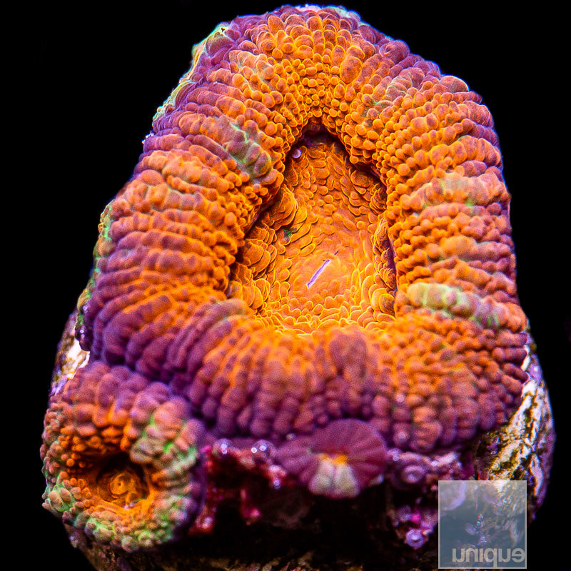 Fire Orange Acan-WYSIWYG