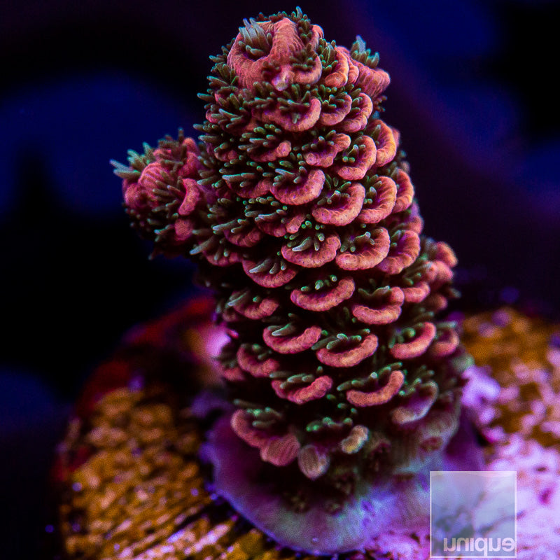 Fire Orange Millepora-WYSIWYG