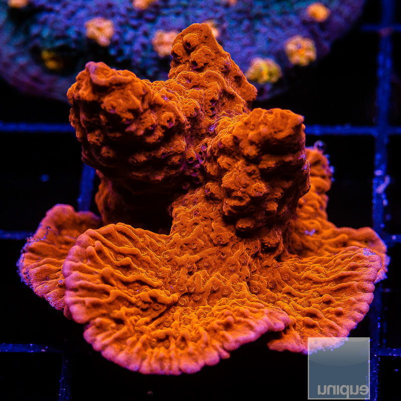 Fire Red Montipora cap-WYSIWYG