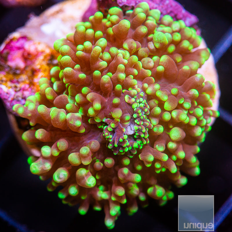 Candy crush mushroom colony live wysiwyg corals for sale online